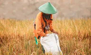 Panen dan Pascapanen